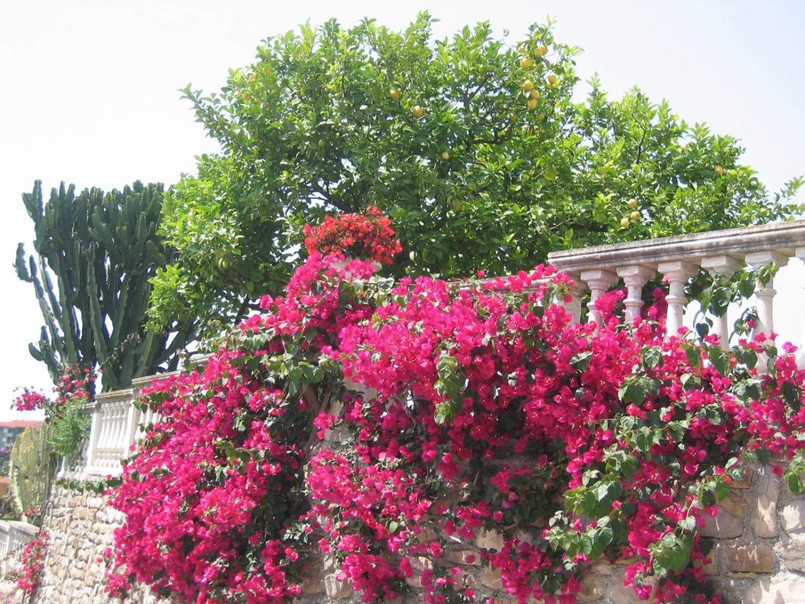Villa Ca Dei Conti San Bartolomeo Al Mare Habitación foto